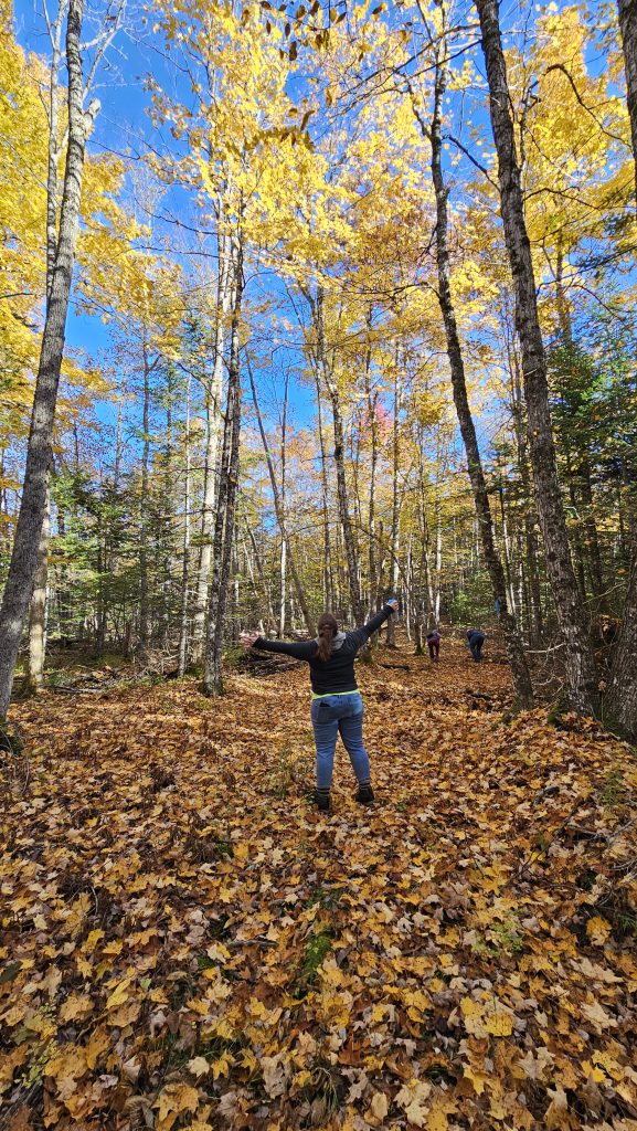 Brittany in forest