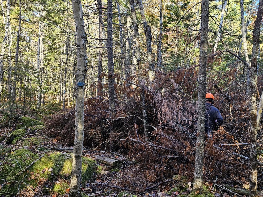 EPW crew clearing fallen tree from forest path